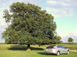 2009 Honda Insight. Image by Dave Jenkins.