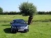 2007 Honda Legend. Image by James Jenkins.