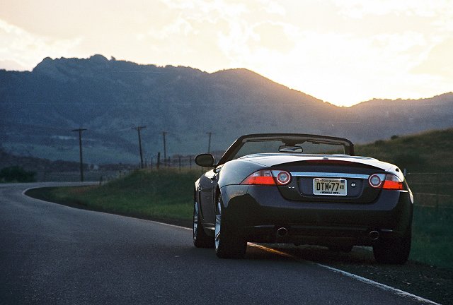 Topless cat. Image by Isaac Bouchard.