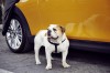 Spike the English Bulldog stars in MINI campaign. Image by MINI.