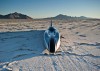 Venturi attempts EV land speed record. Image by Venturi.