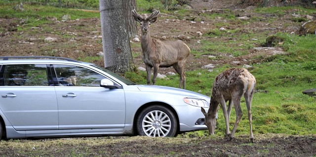 Volvo detects animals. Image by Volvo.