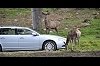 Volvo detects animals. Image by Volvo.